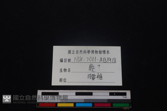 梅花鹿骨藏品圖，第4張