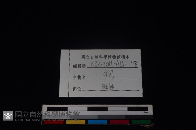 狗骨藏品圖，第4張