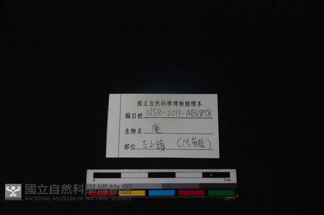 梅花鹿骨藏品圖，第4張