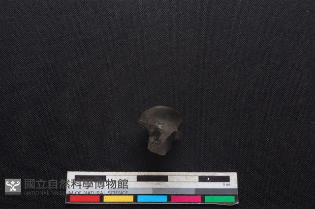 豬骨藏品圖，第4張