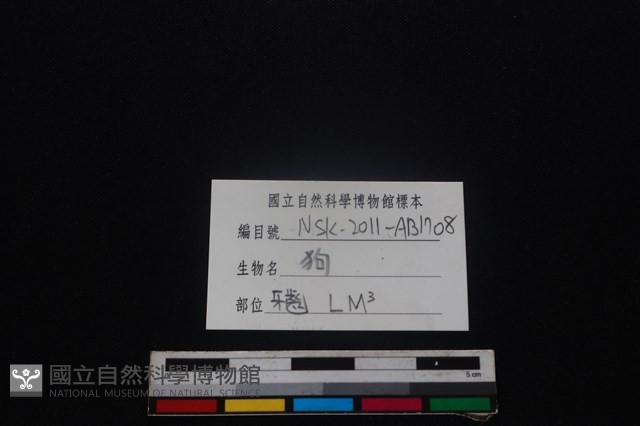 狗骨藏品圖，第4張