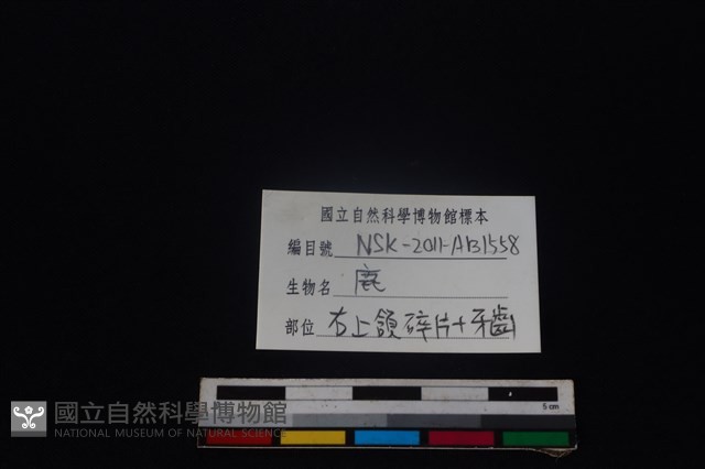 梅花鹿骨藏品圖，第4張