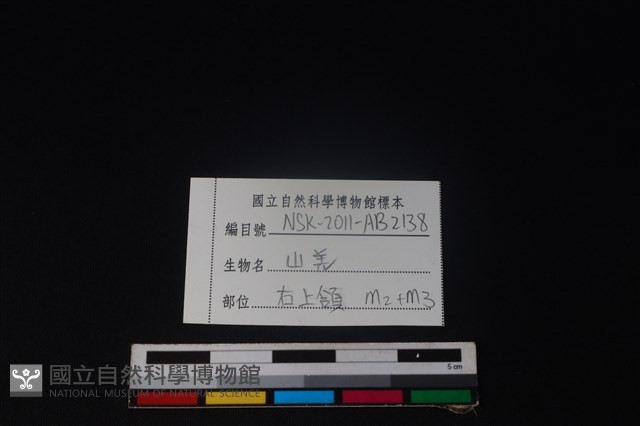 山羌骨藏品圖，第4張