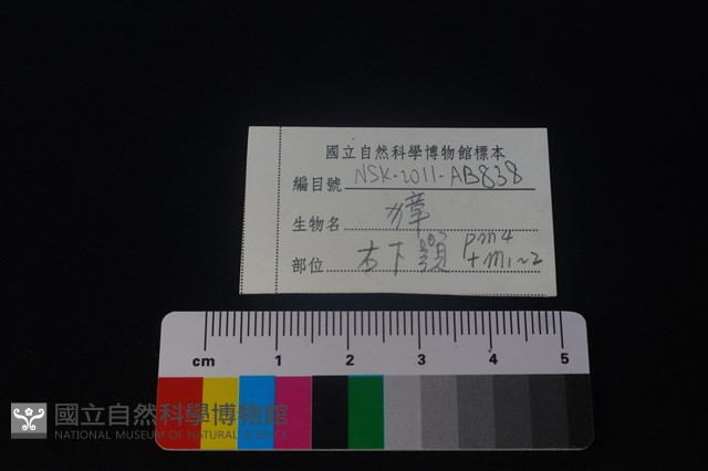 獐骨藏品圖，第4張