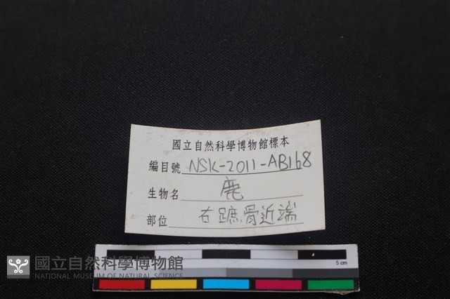 梅花鹿骨藏品圖，第4張