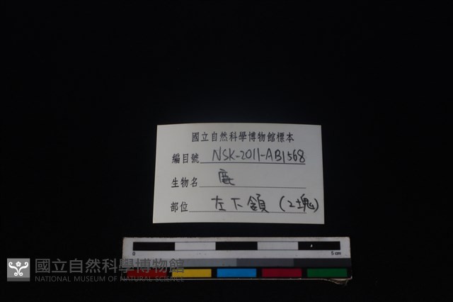 梅花鹿骨藏品圖，第4張