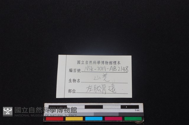 山羌骨藏品圖，第4張