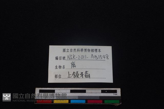 梅花鹿骨藏品圖，第4張