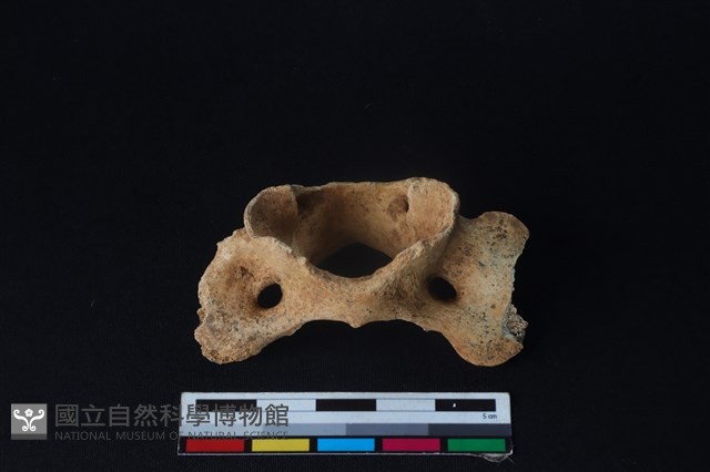 狗骨藏品圖，第4張