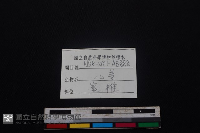 山羌骨藏品圖，第4張