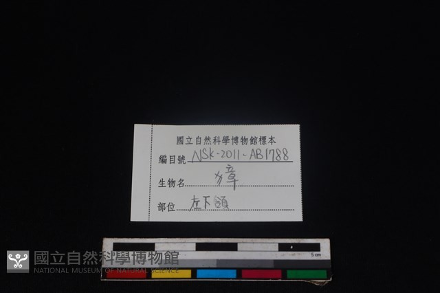 獐骨藏品圖，第4張