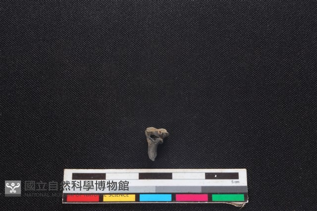 鹿科骨藏品圖，第2張