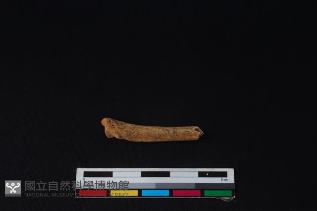 狗骨藏品圖，第2張