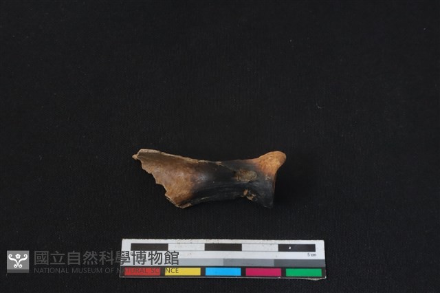 山羌骨藏品圖，第2張