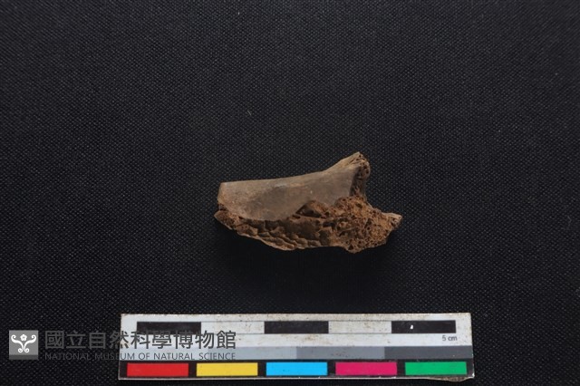 鹿科骨藏品圖，第2張