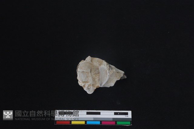 梅花鹿骨藏品圖，第2張