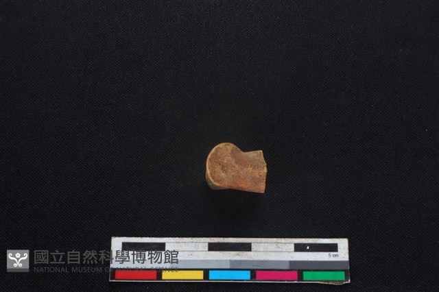 豬骨藏品圖，第2張