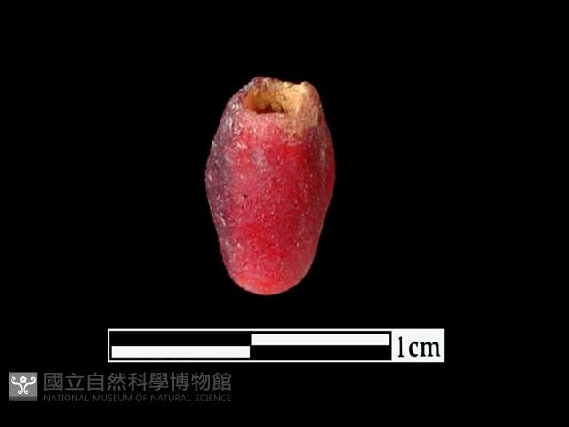 玻璃珠藏品圖，第2張