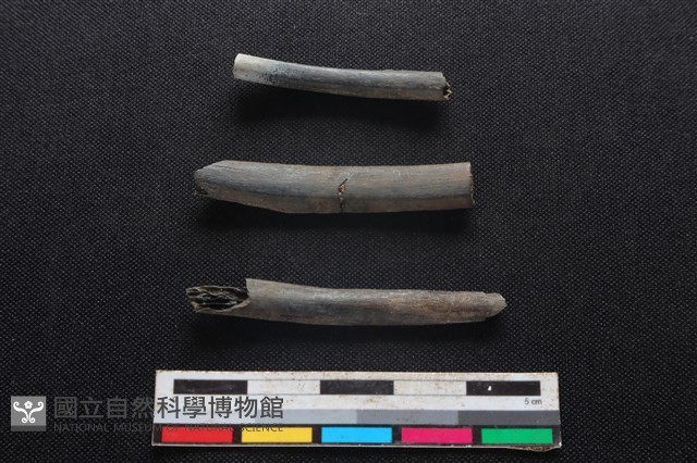 鹿科骨藏品圖，第2張