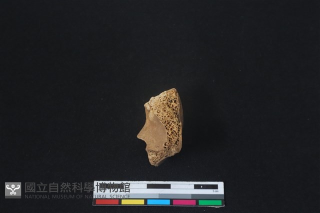 梅花鹿骨藏品圖，第2張