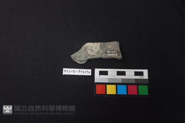 陶片藏品圖，第2張