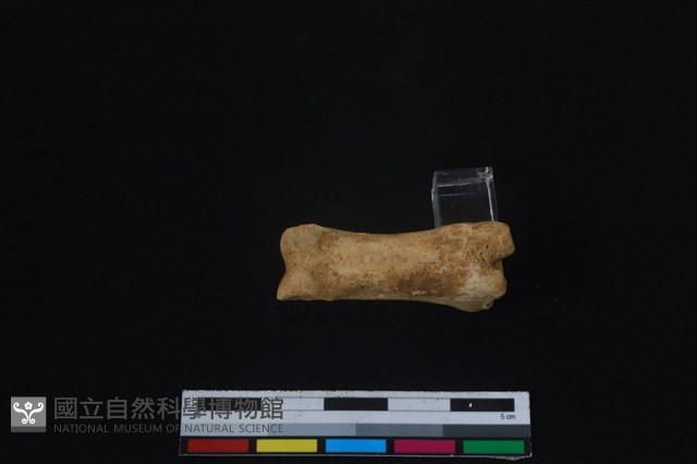 梅花鹿骨藏品圖，第2張