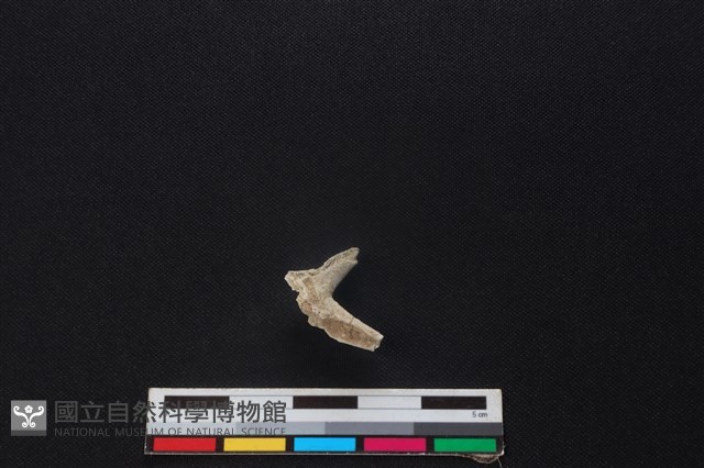 鹿骨藏品圖，第2張