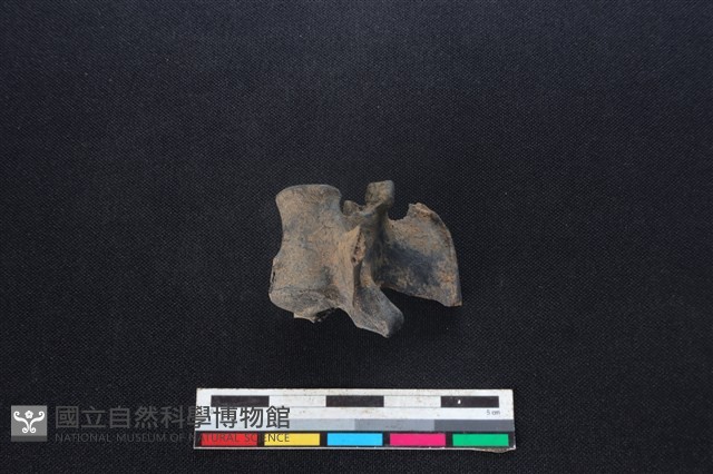 鹿科骨藏品圖，第2張