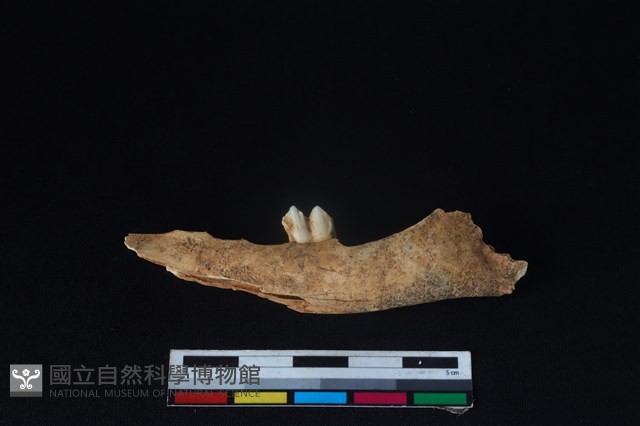 山羌骨藏品圖，第2張