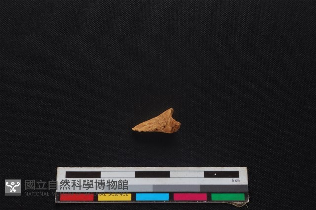 羌或獐骨藏品圖，第2張