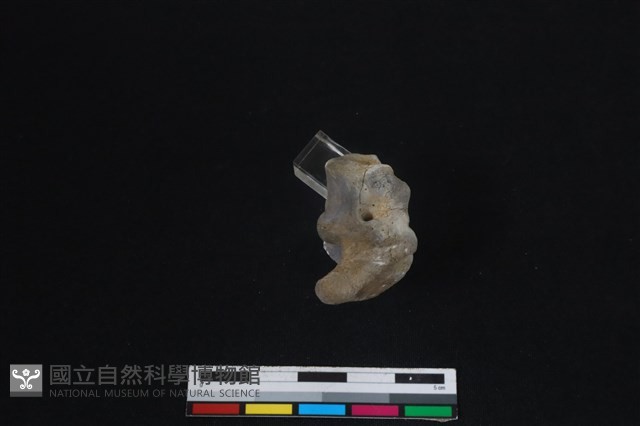 梅花鹿骨藏品圖，第2張