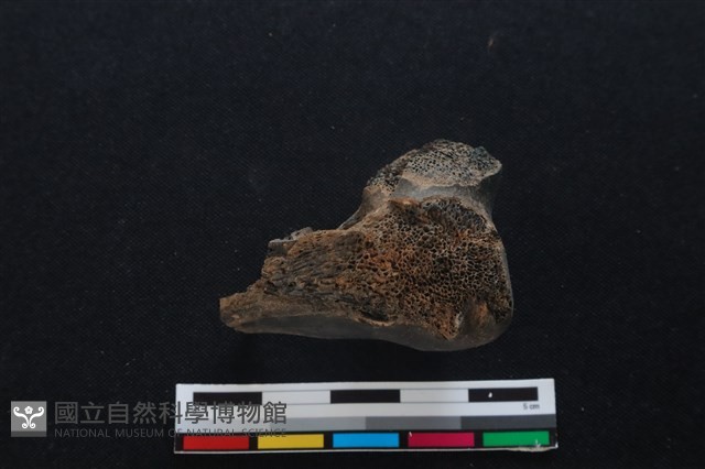 梅花鹿骨藏品圖，第2張
