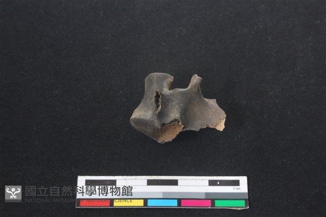 山羌骨藏品圖，第2張