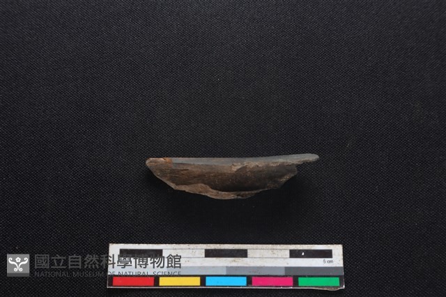 獐骨藏品圖，第2張