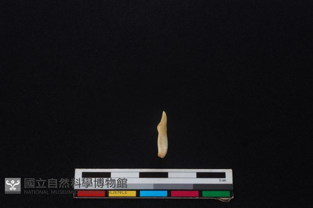 山羌骨藏品圖，第2張