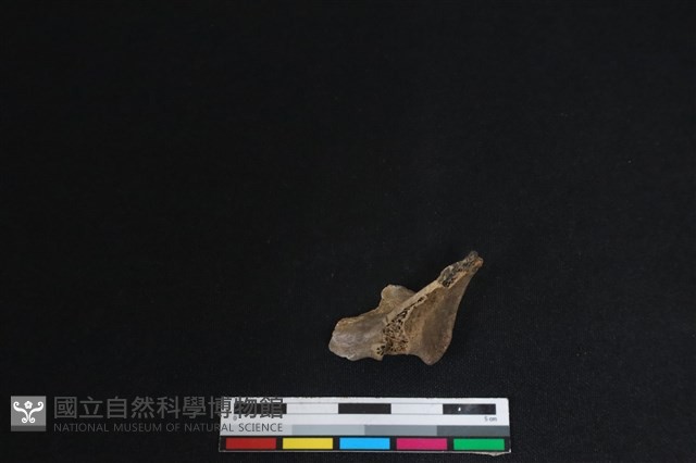 梅花鹿骨藏品圖，第2張