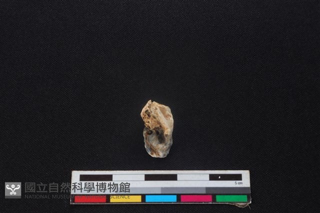 山羌骨藏品圖，第2張