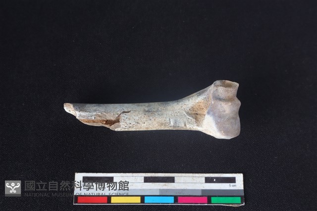 山羌骨藏品圖，第2張