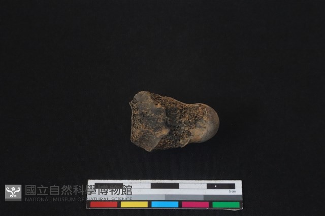 梅花鹿骨藏品圖，第2張