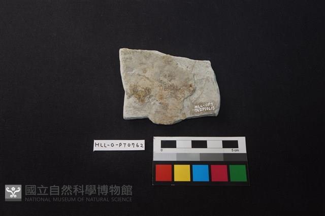 陶片藏品圖，第2張