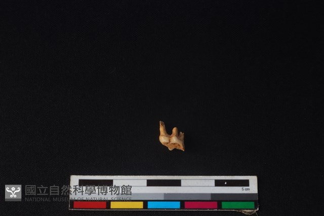 山羌骨藏品圖，第2張