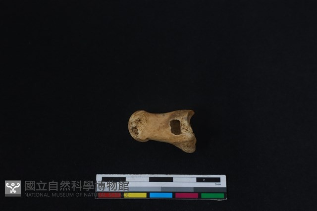 梅花鹿骨藏品圖，第2張