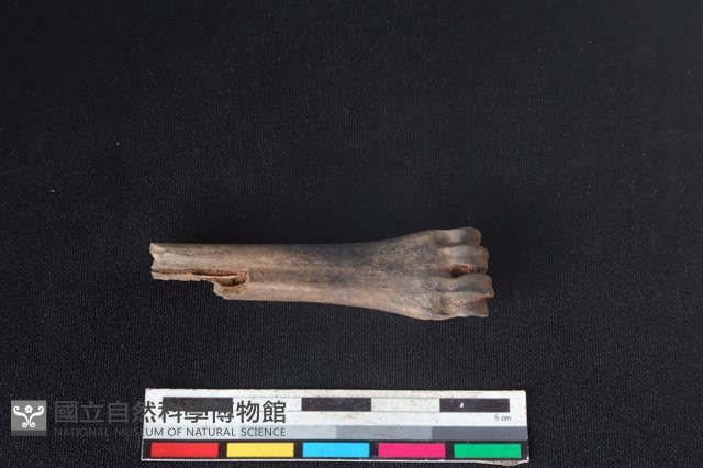 山羌骨藏品圖，第2張