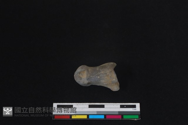 梅花鹿骨藏品圖，第2張
