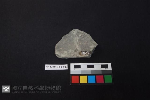 陶片藏品圖，第2張