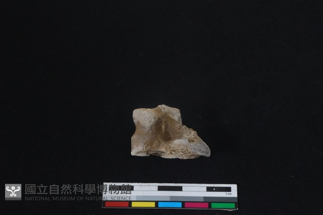 梅花鹿骨藏品圖，第2張