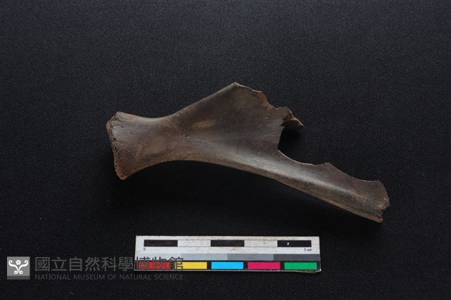 豬骨藏品圖，第2張