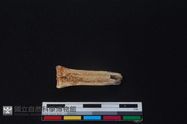 山羌骨藏品圖，第2張