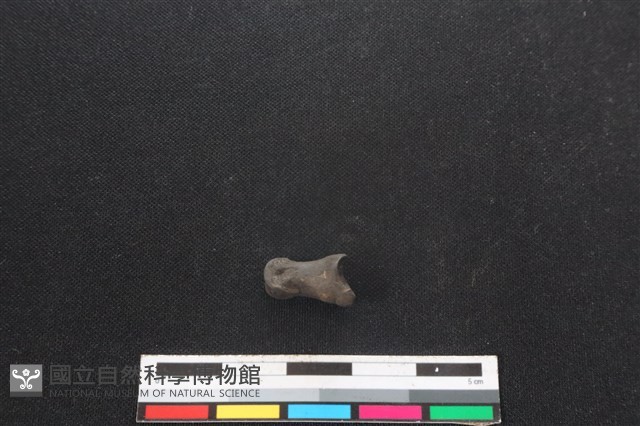 山羌骨藏品圖，第2張