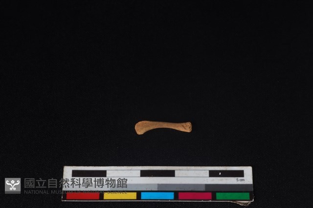 鳥綱骨藏品圖，第2張